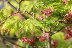Acer aconitifolium, Ostern 2014