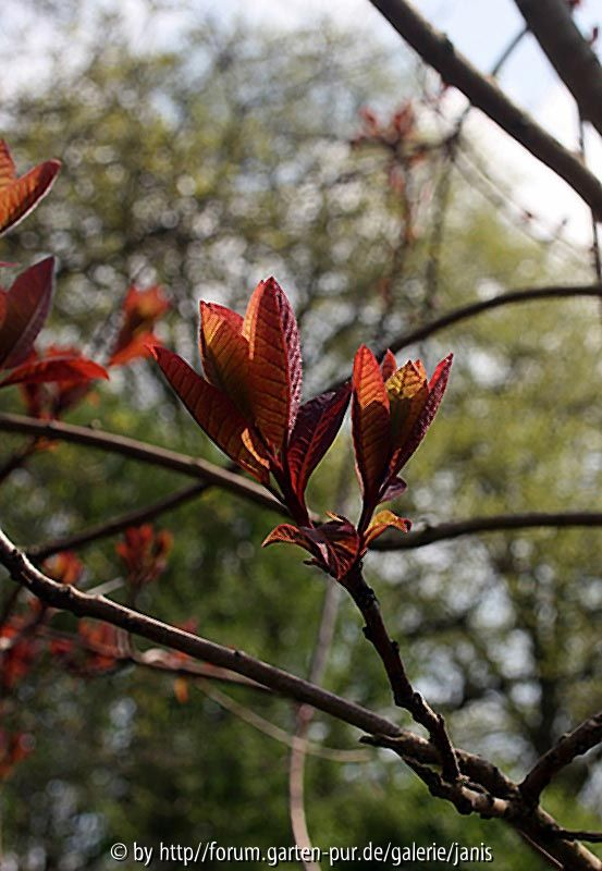 cotinus dummeri grace