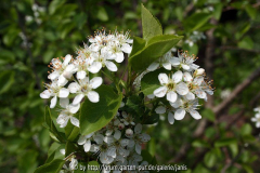 crataegus