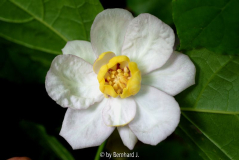 Sinocalycanthus chinensis - Blüte