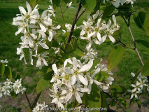amelanchier