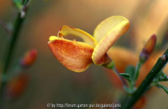 cytisus apricot gem