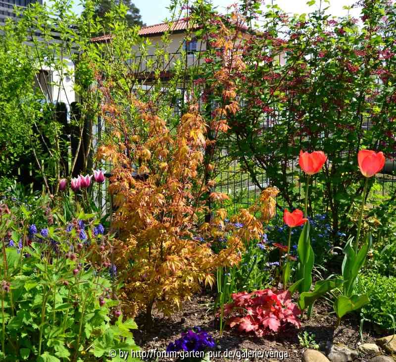 Acer und Heuchera