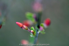 Lippenstift
