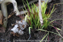 Detail - Imperata cylindrica 'Red Baron'