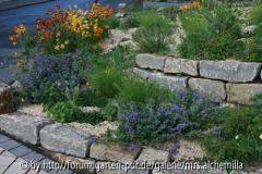 2014-04-23 Nepeta