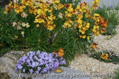2014-04-23 Phlox