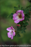 2014-04-23 Rose