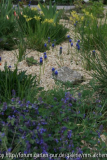 2014-04-23 Muscari-Bach