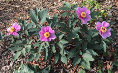 Paeonia cambessedesii