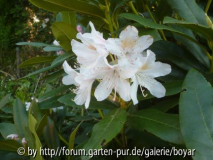 Rhododendron2