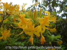 Rhododendron1