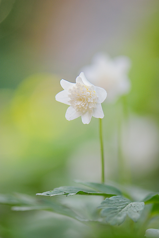 Anemone nemorosa Vestal