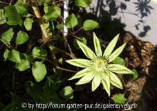 Clematis Moonlight