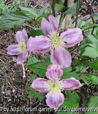 Clematis Tetrarose