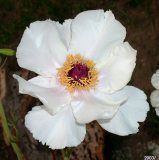 Paeonia ostii