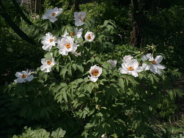 Paeonia ostii