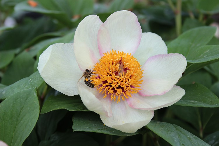 Paeonia daurica