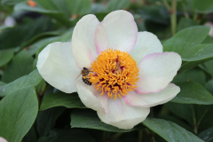 Paeonia daurica