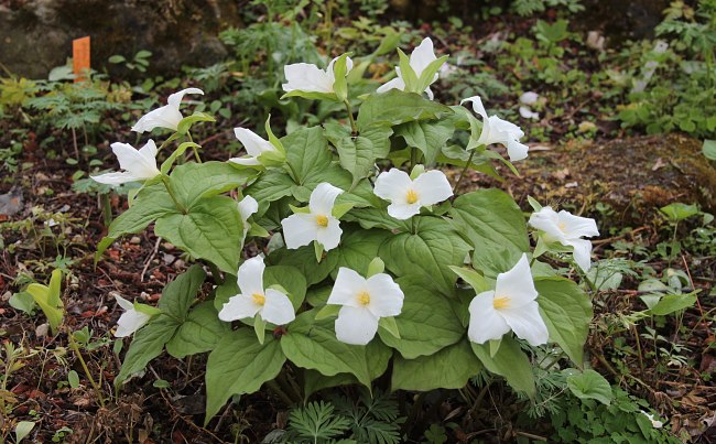 Trillium grandiflorum