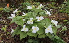 Trillium grandiflorum