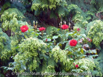 sympathie in thuja.jpg