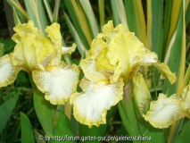 SDB Iris 'Thrifty' vor I. pallida
