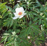 Paeonia ostii