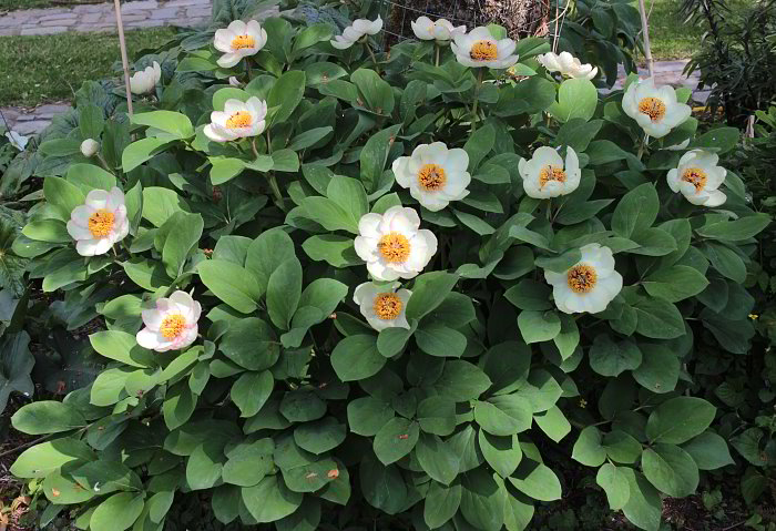 Paeonia daurica