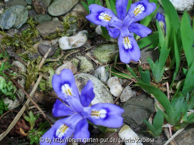 Iris cristata?