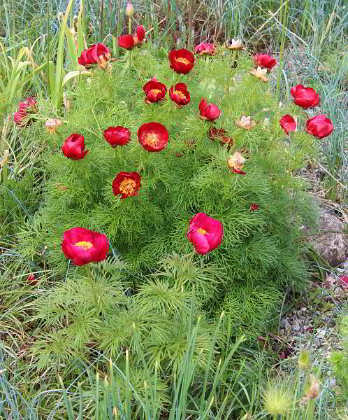 Paeonia tenuifolia