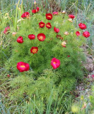 Paeonia tenuifolia