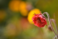 trollige Geum