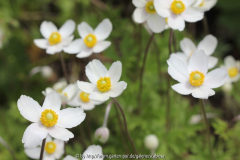 A. sylvestris