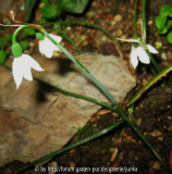 Acis nicaeensis