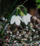 Acis nicaeensis 2008