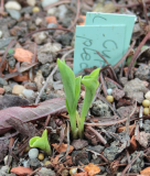 Cypripedium plectrochilum