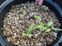 Nolana paradoxa Germination April 2014