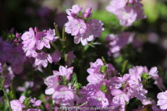 Veronica prostata
