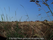 weizenfeld.JPG