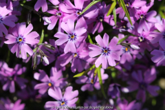 Phlox subulata  April 2014