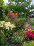 Rhodobeet_14-1a.jpg