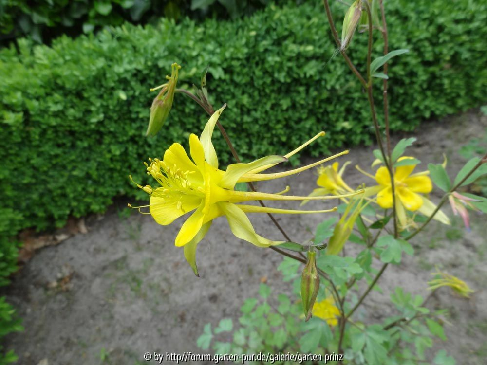 Aquilegia chrysantha April 2014