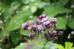 Aquilegia 'William Guiness'