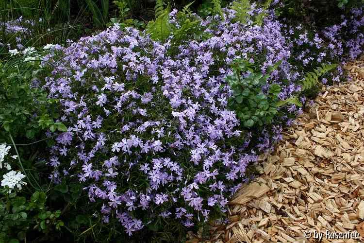 Emerald Cushion als Beetrand
