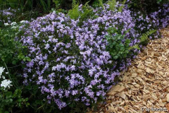 Emerald Cushion als Beetrand