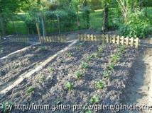 Kartoffeln~1.JPG