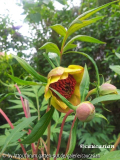Paeonia potaninii