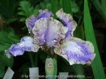 SDB Iris 'Whee', Johnson 2012