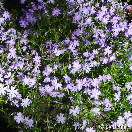 Phlox subulata Emerald C.B.